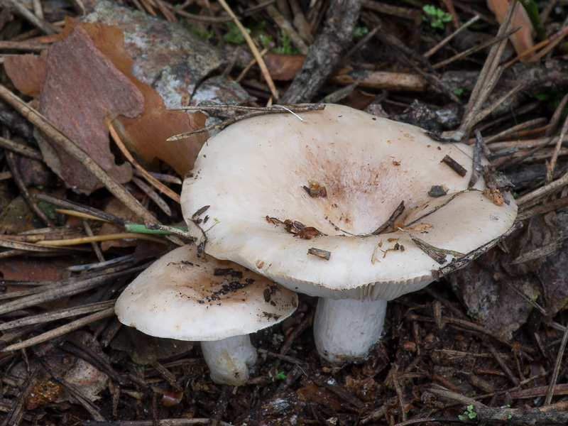 Lactarius musteus